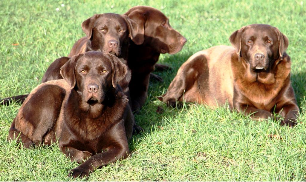 Gite Labradors De Bailly - Giverny Saint-Pierre-la-Garenne المظهر الخارجي الصورة